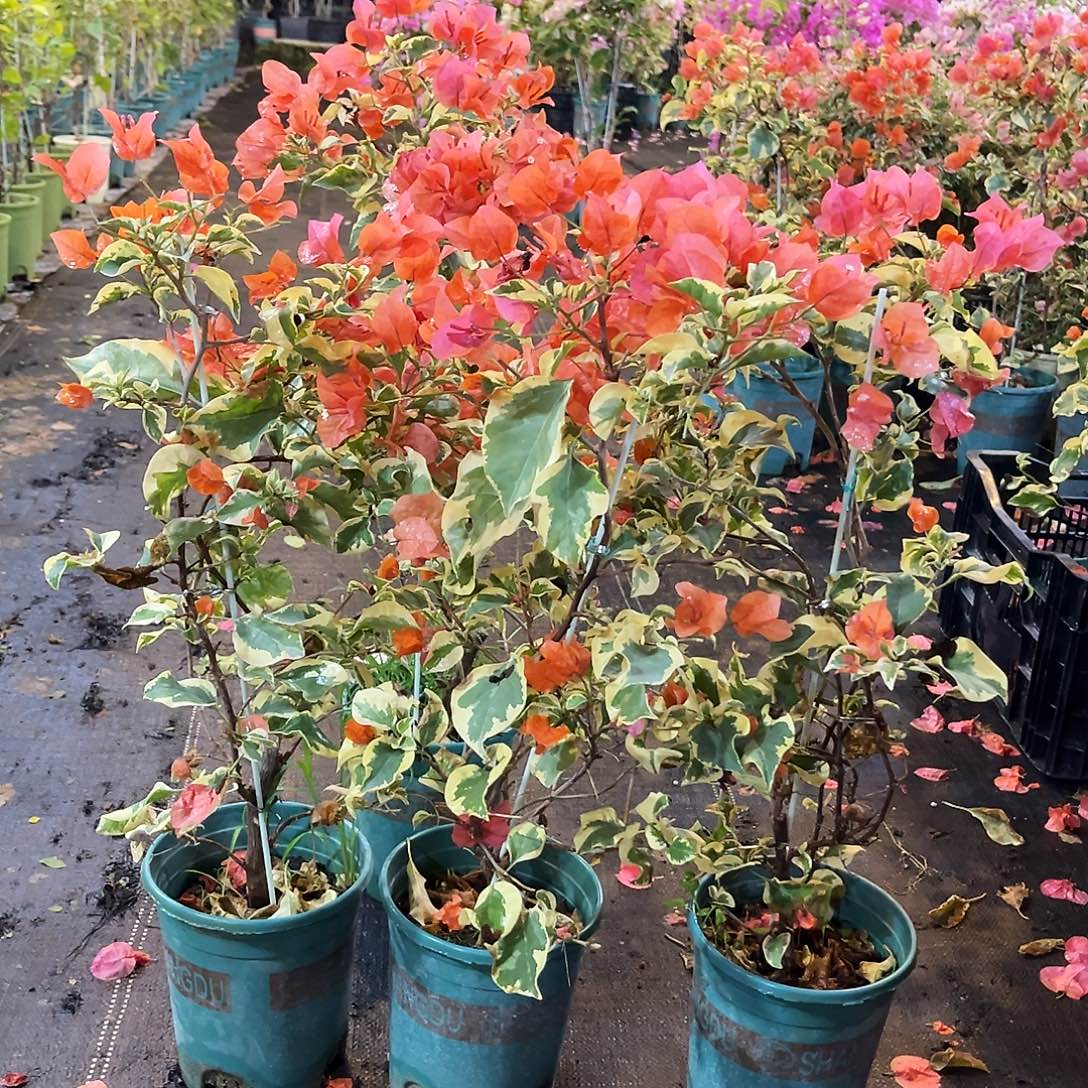 大部分花苞少量开放橙冰带竹一颗