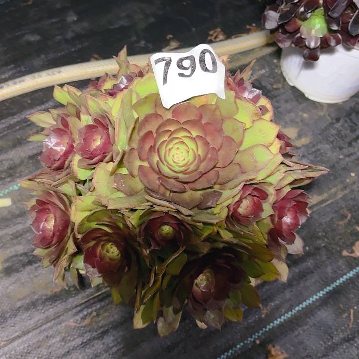 【闪购商品】790红魔2-12