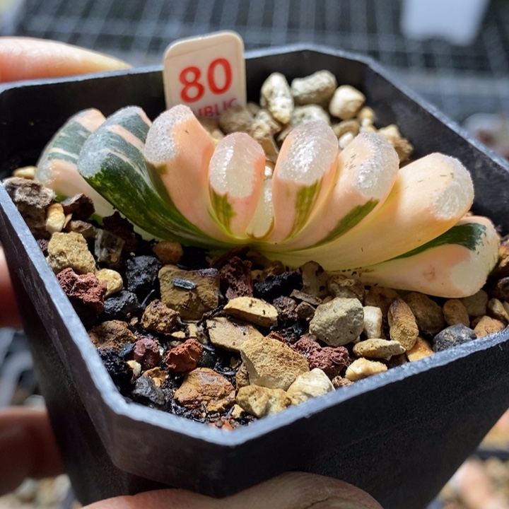 80号糊斑浮藻玉扇锦多肉