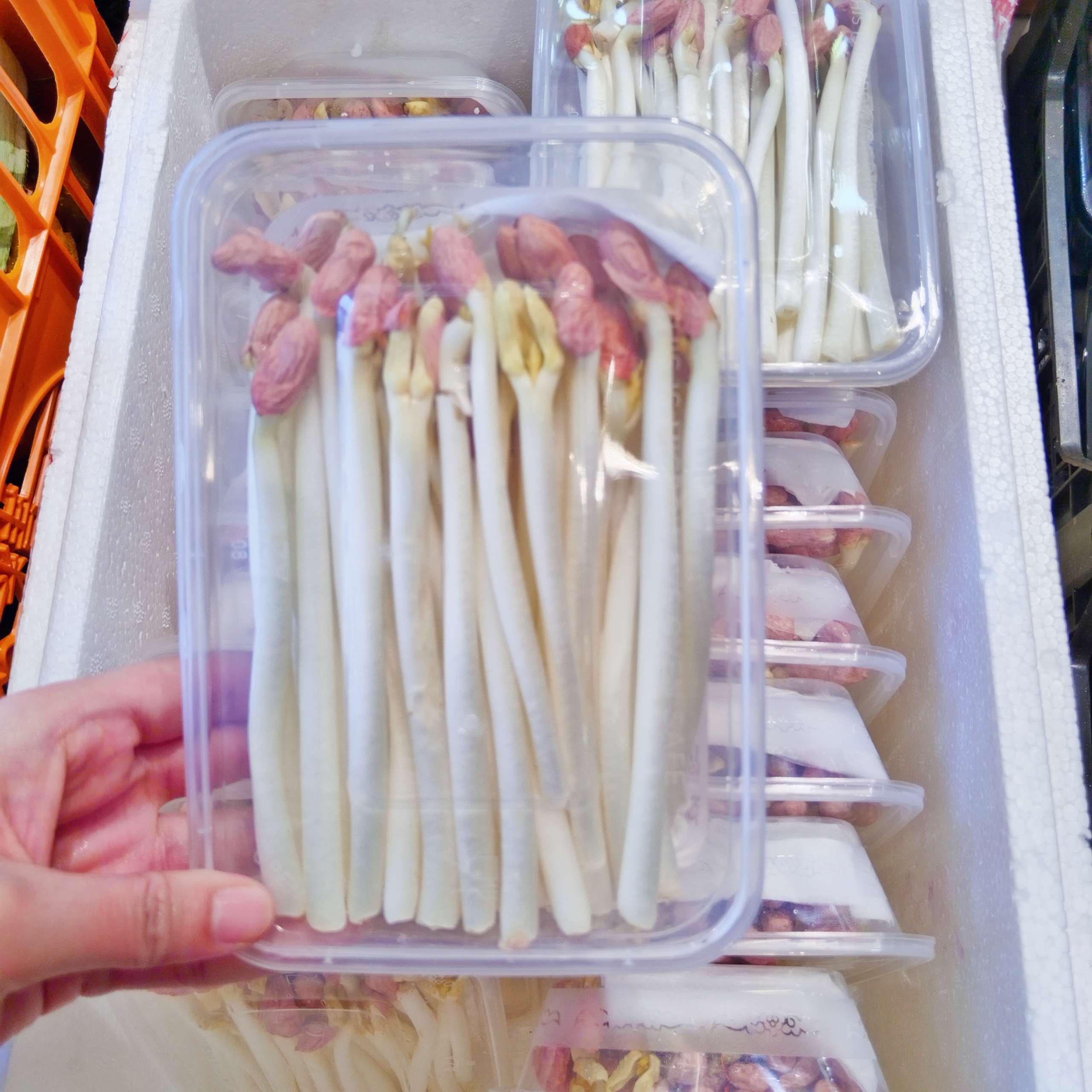 山东一级花生芽1盒花生芽