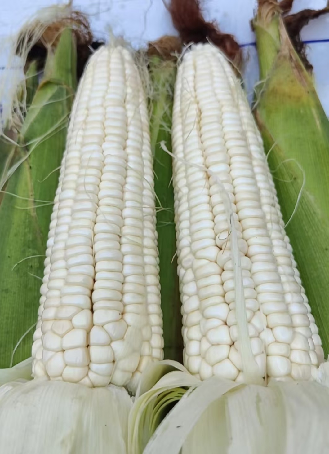 新鲜现摘甜糯玉米香甜软糯带皮苞谷当季美味