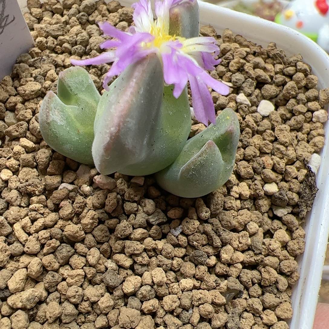 【闪购商品】193   双12福利限量