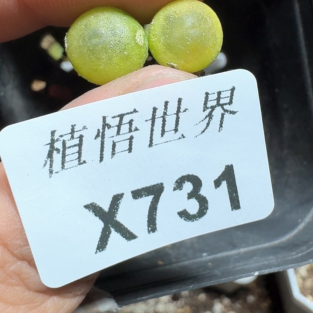 731号多肉植物哇f v