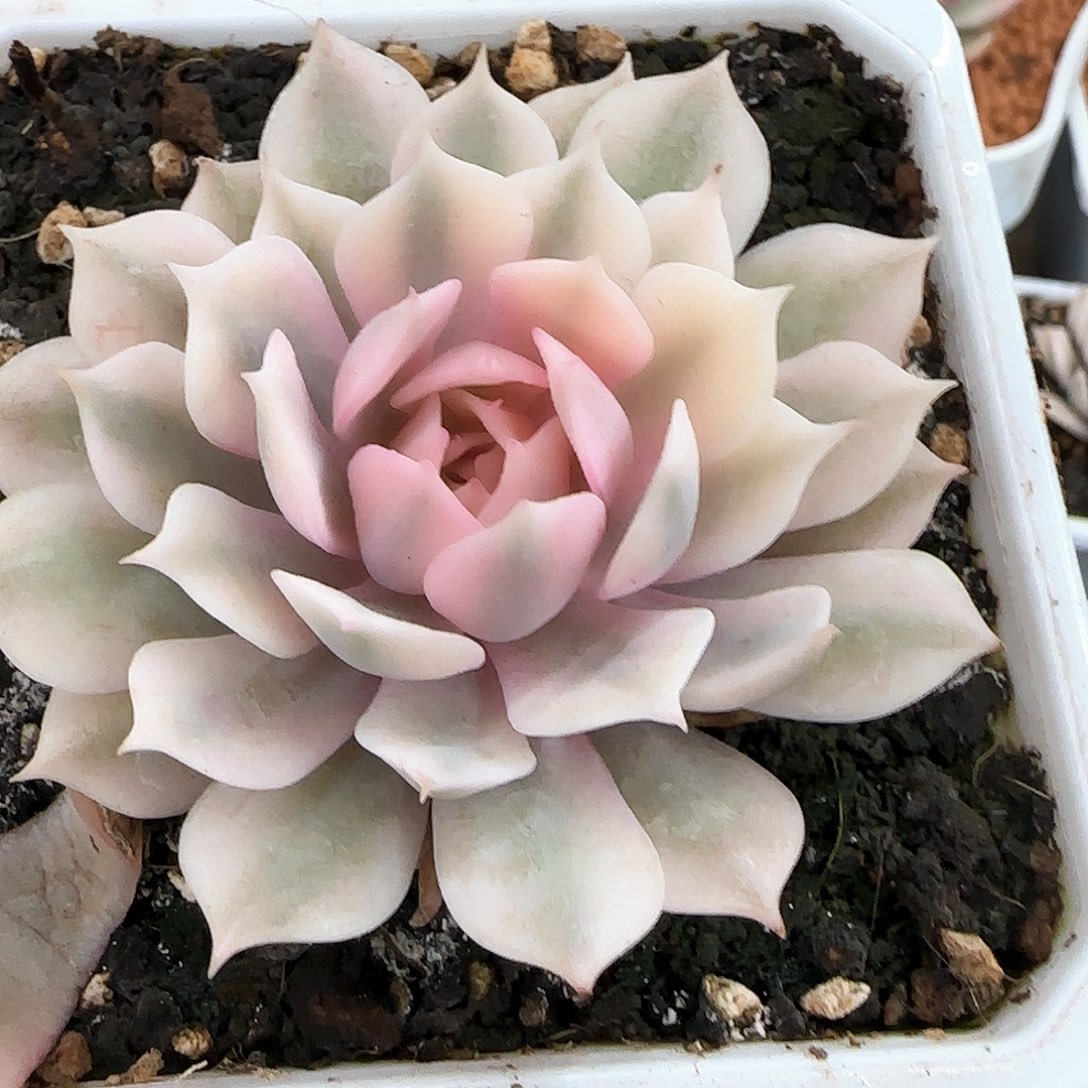 粉蝶锦多肉植物的