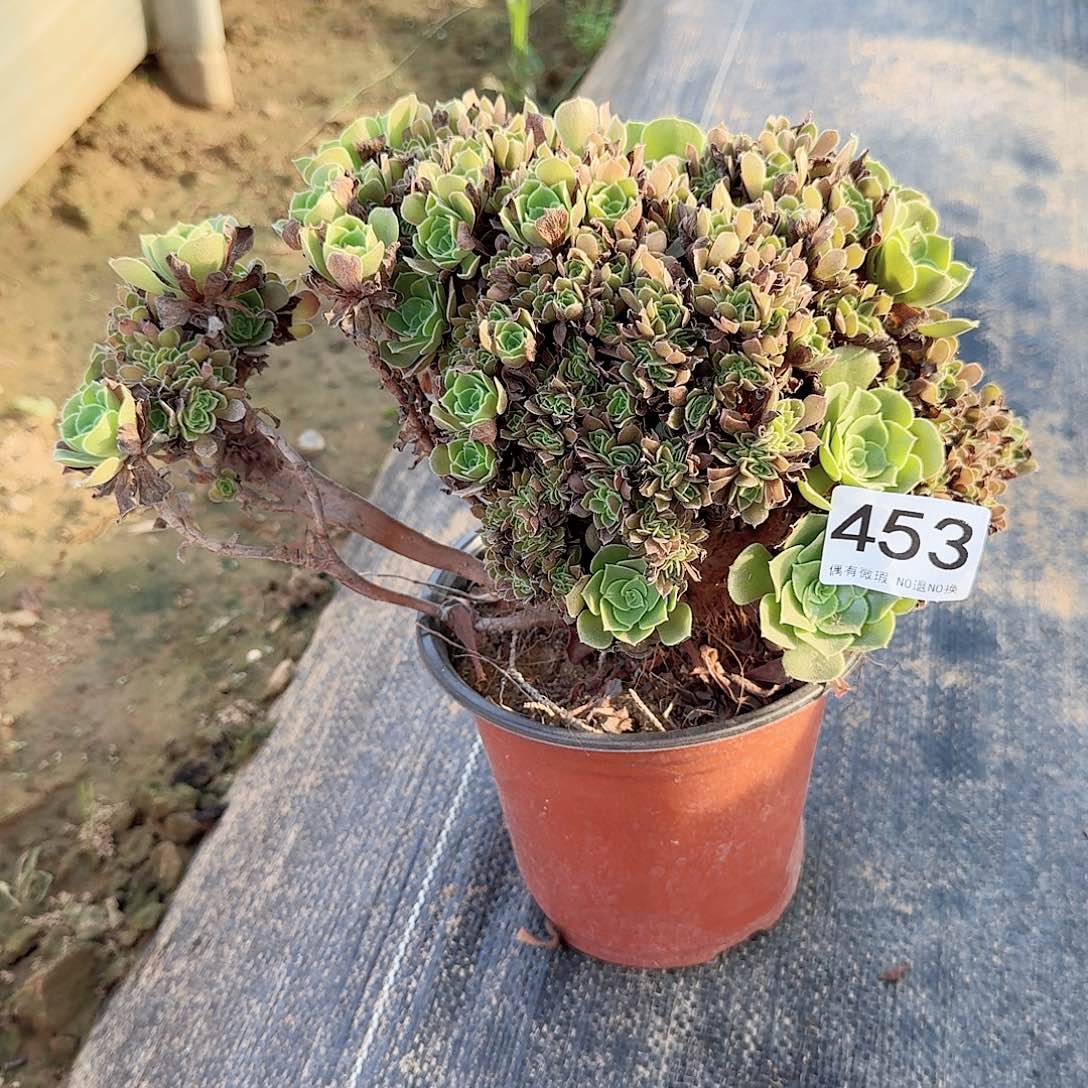 453玫瑰朵朵一颗满28包邮