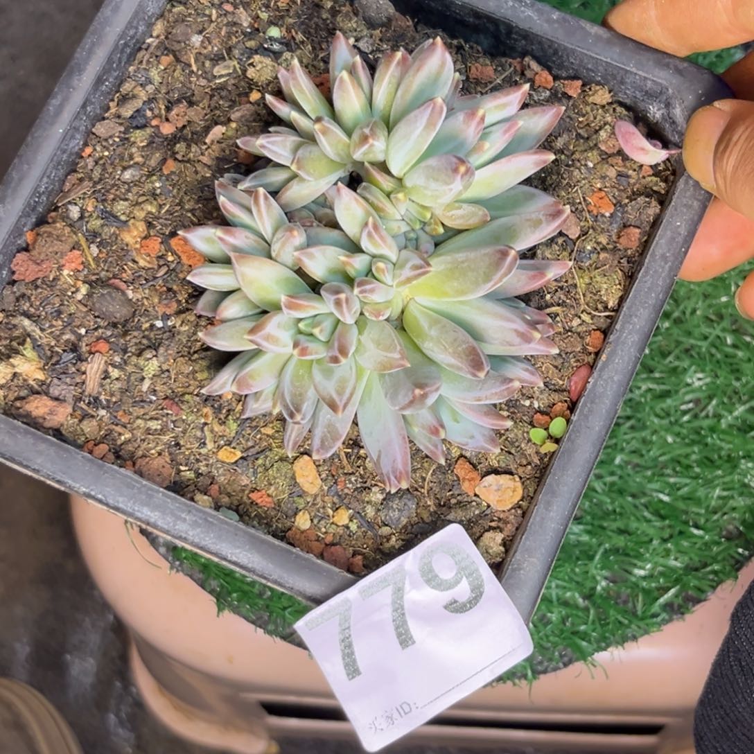 多肉植物美人杂779