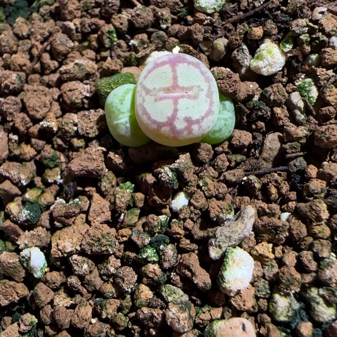 肉锥多肉植物组合-超级绒面猴脸992