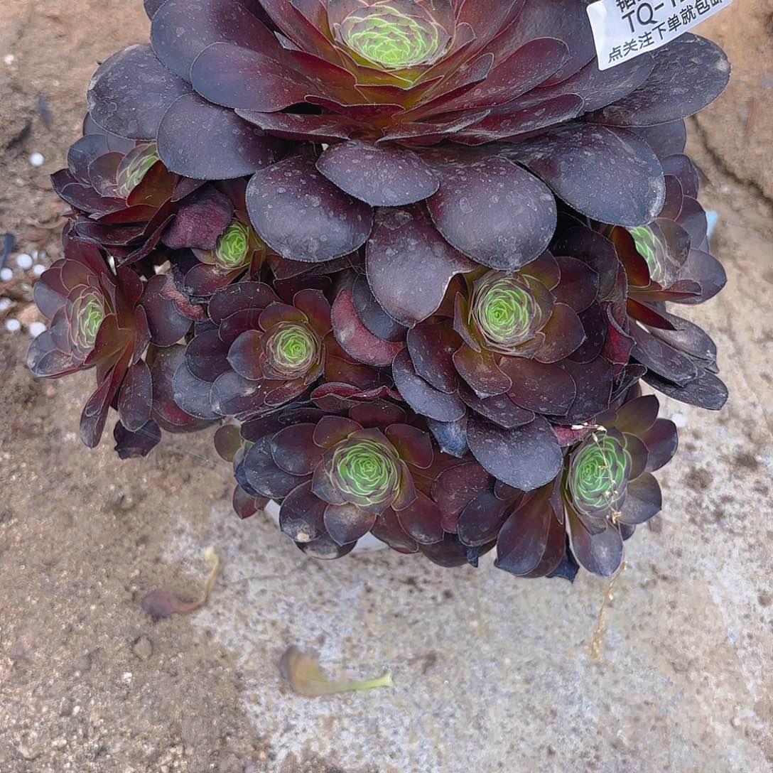 魅金多肉植物上129