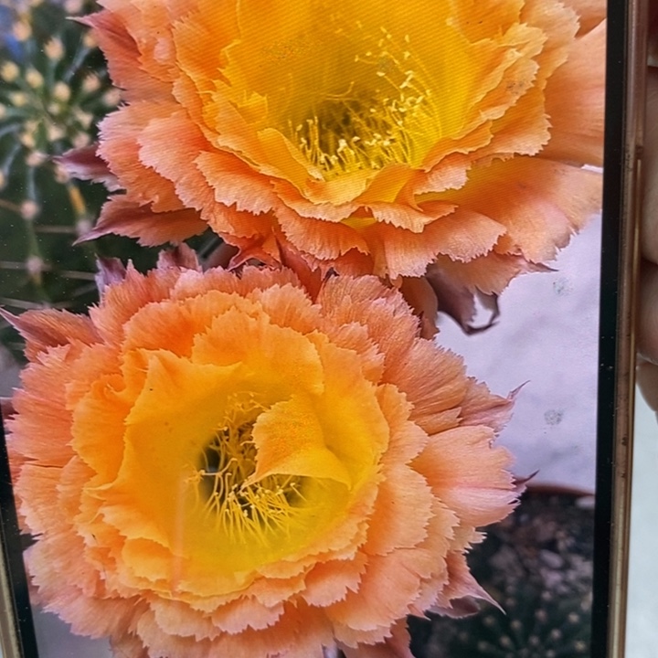 彩草橙黄羽毛侧芽3.5公分左右