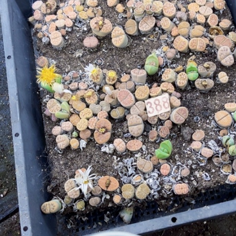 388 生石花一物一图如