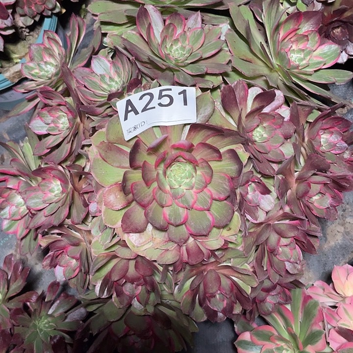 251莲花坐法师3-3