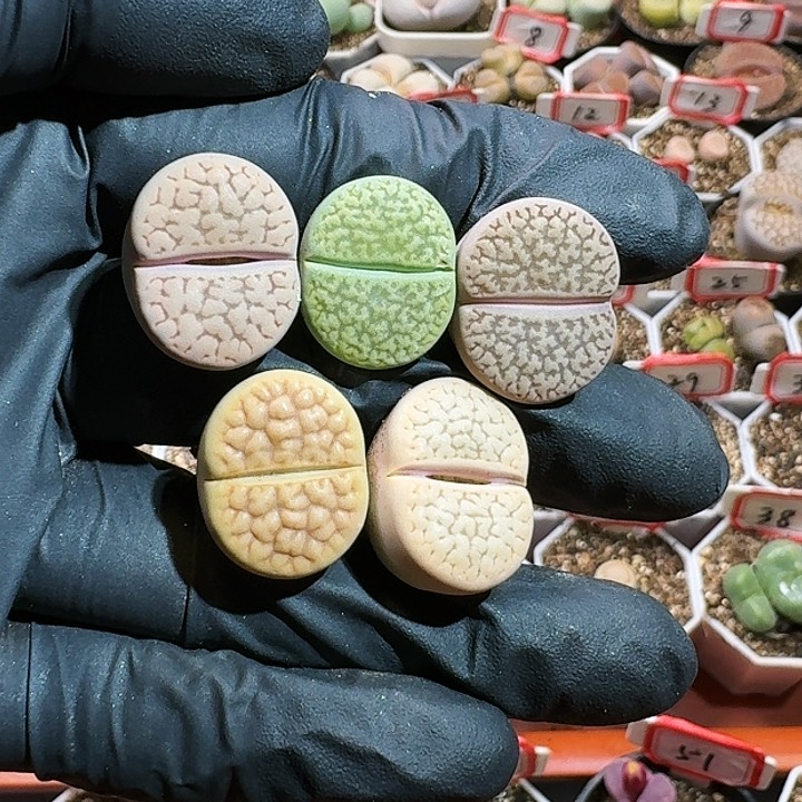 生石花12555。  511