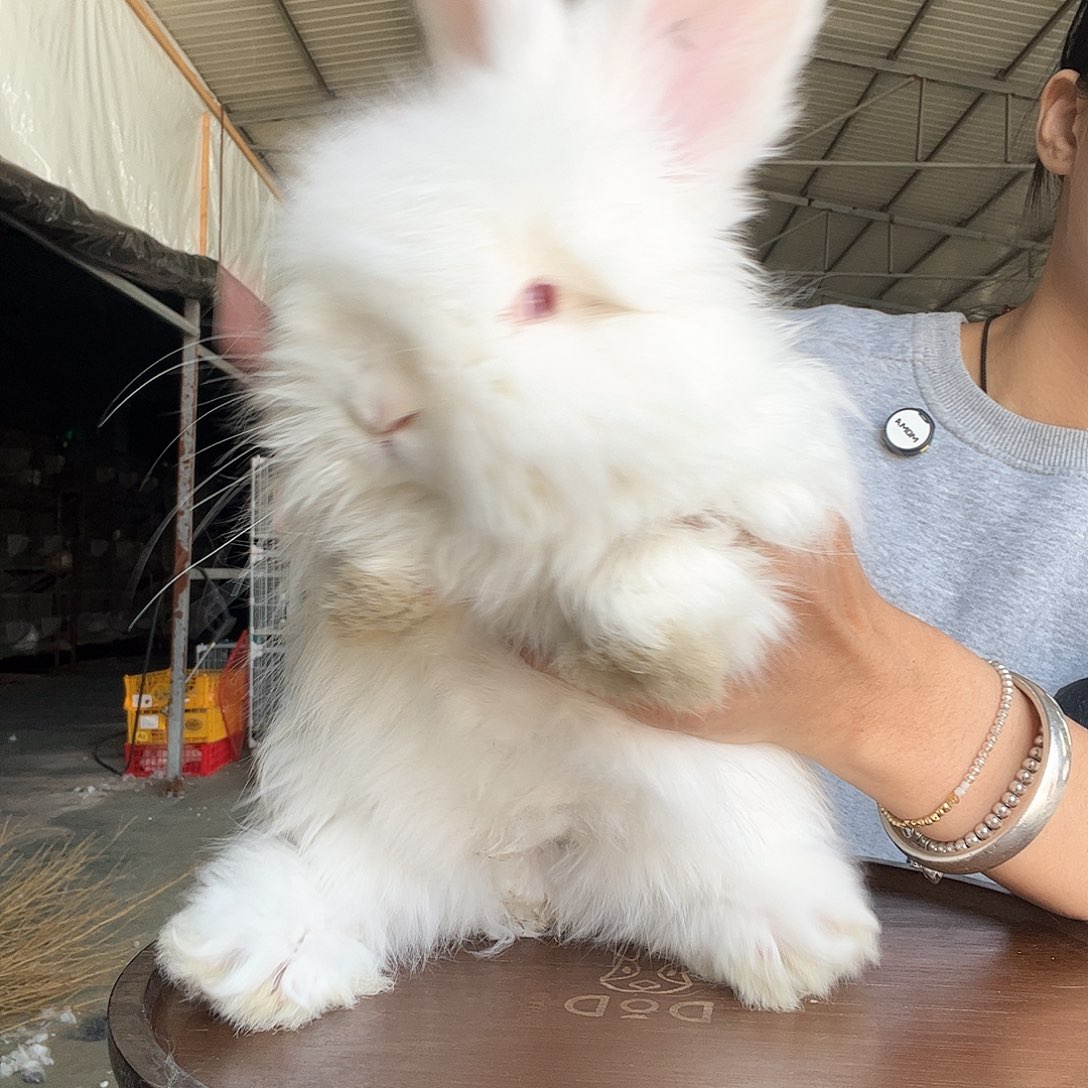 网红安哥拉兔耳好9红眼睛妹妹