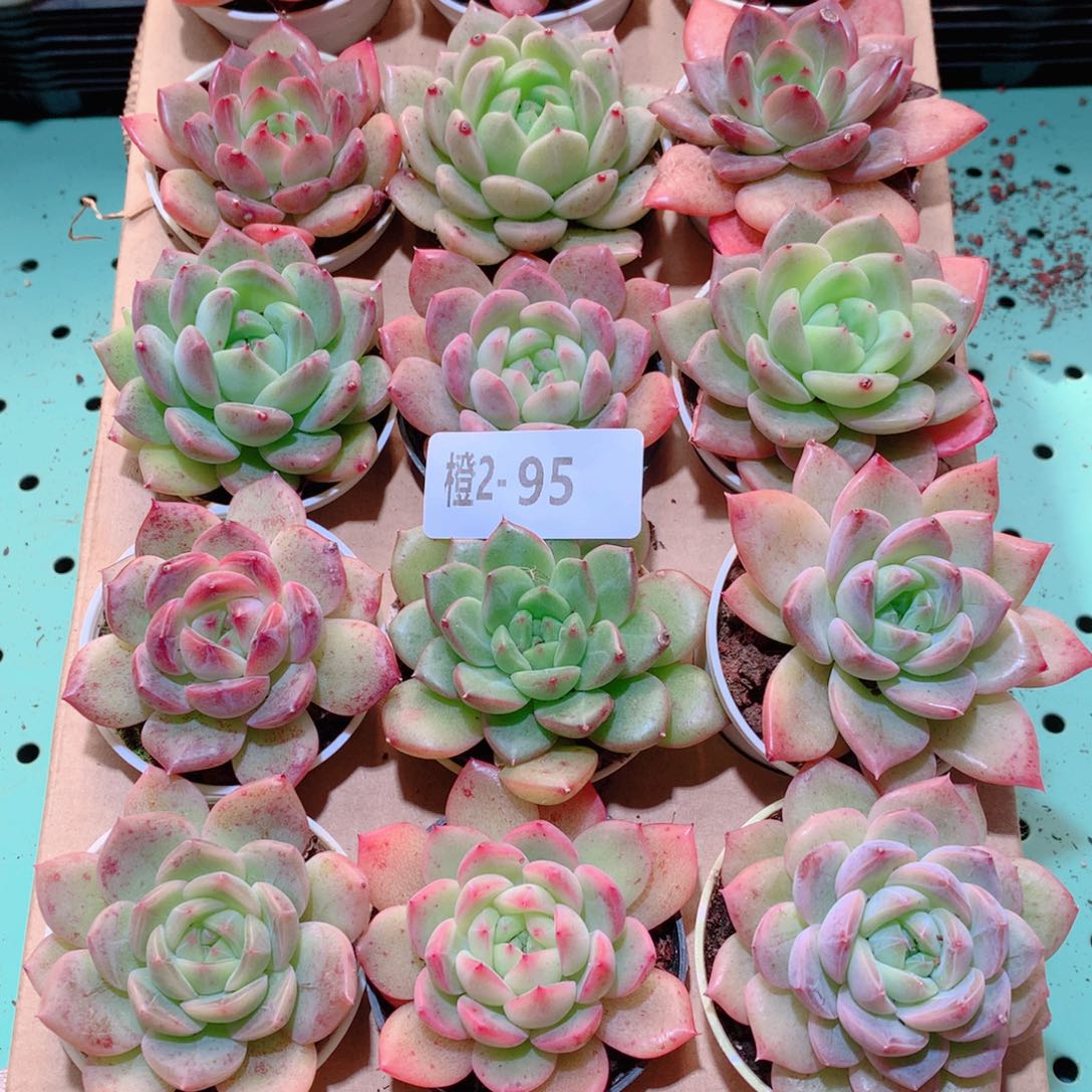 2-95一物一拍多肉带盆18颗