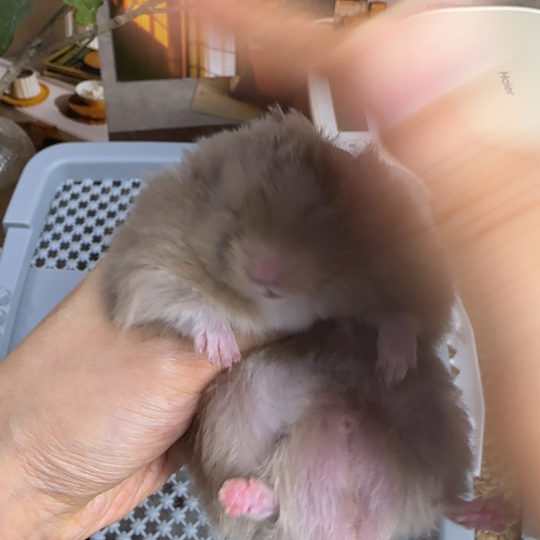 鸽灰弟弟8.08生日