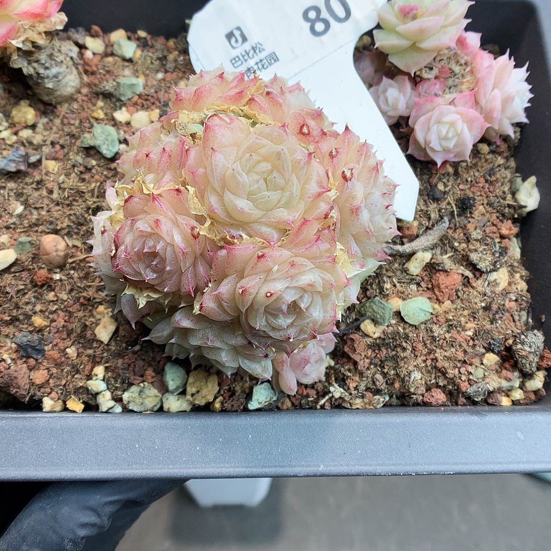 80 球体女王麦杆