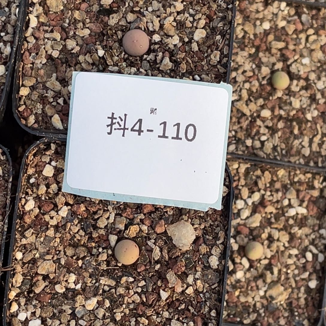 爱***静4-110肉锥多肉植物