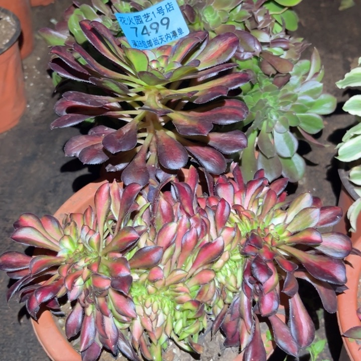 晚霞缀7499多肉植物