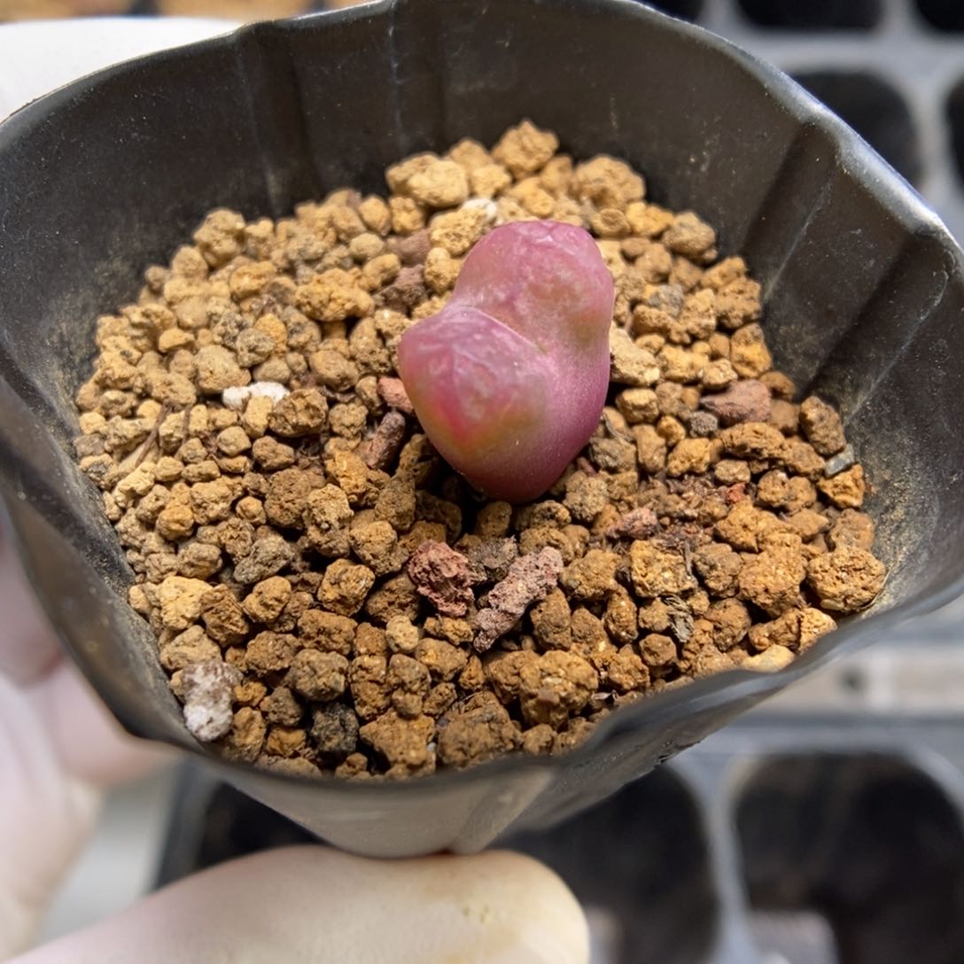 多肉植物肉锥杂交K-4361