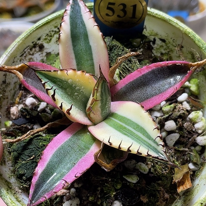 531龅牙龙锦福利一物