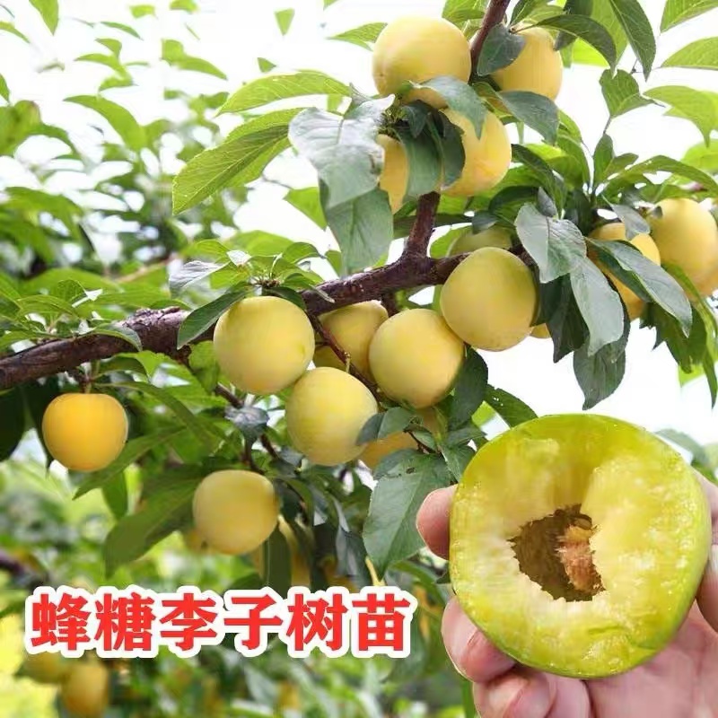 正宗李子树苗新品种蜂糖李子苗耐寒耐旱南北方四季种植脆甜脱骨李