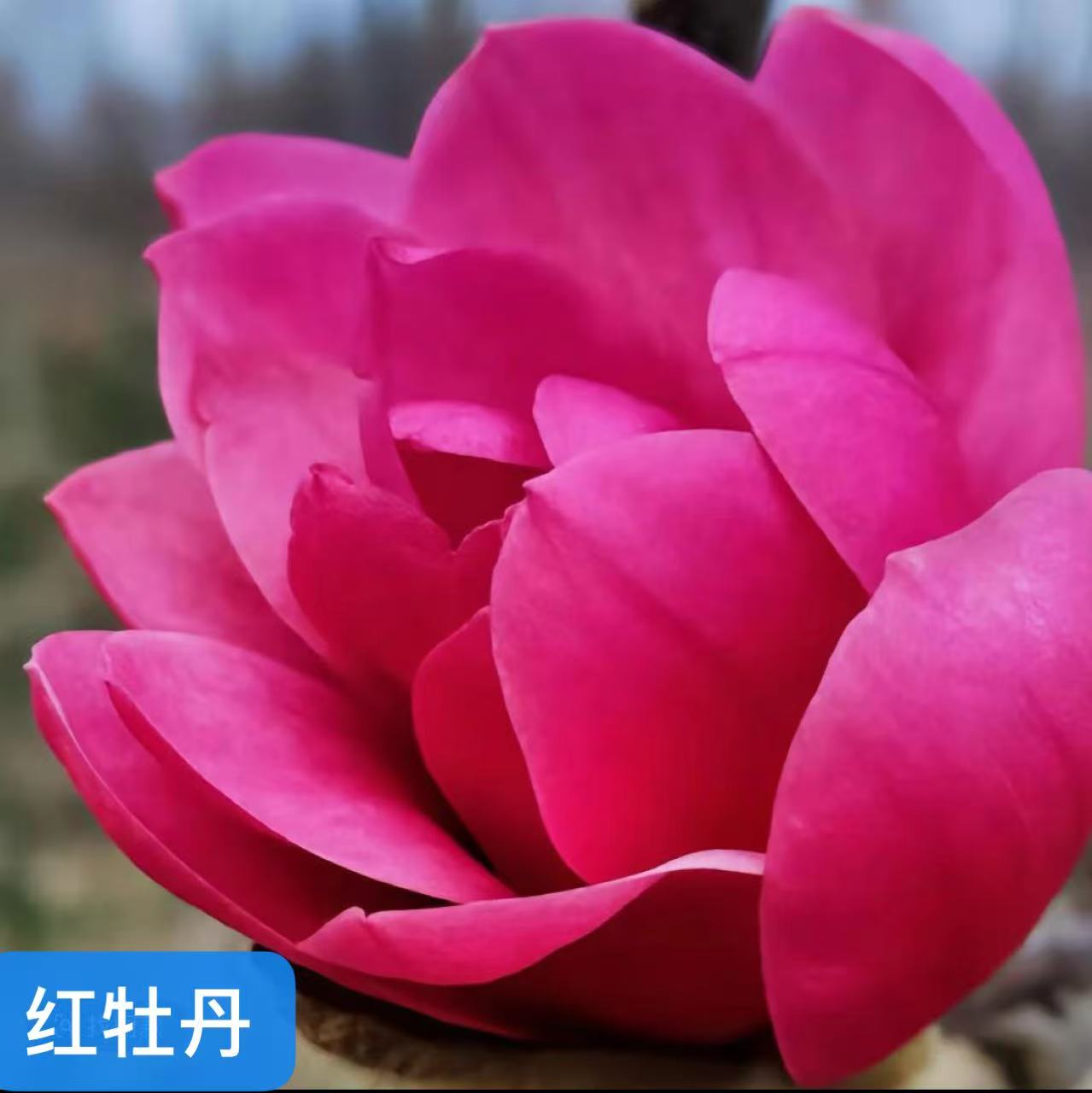 新品种【红牡丹  玉兰花】三季开花盆栽地栽