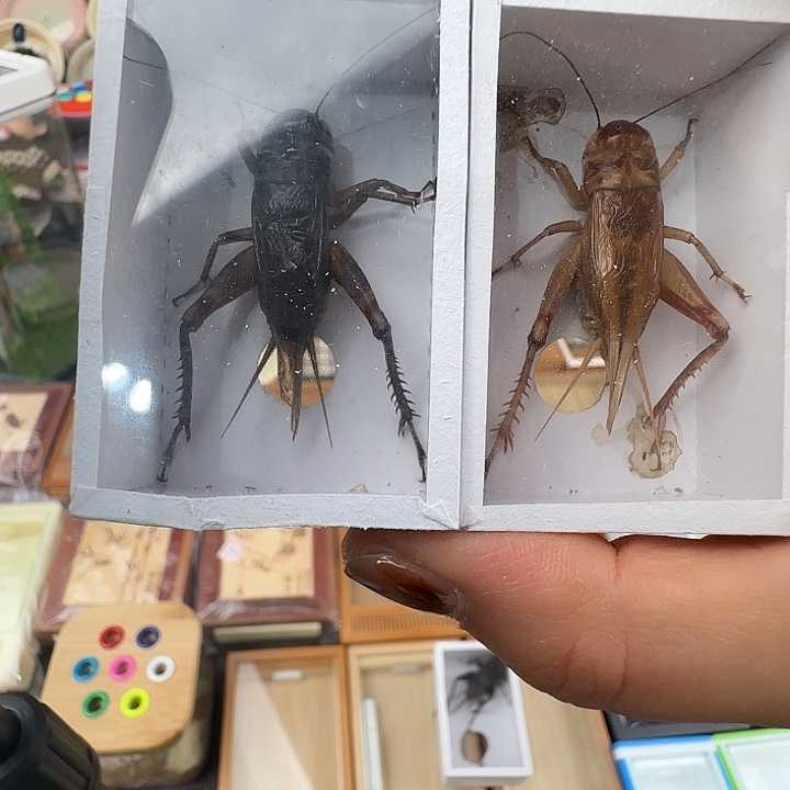 蟋蟀油葫芦2只………………