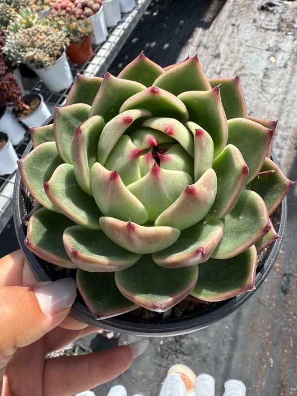 大单头多肉类植物