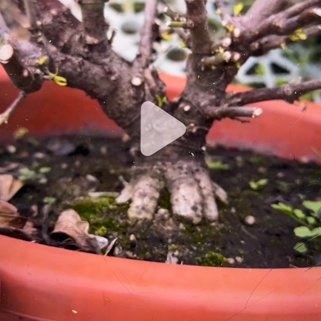 完全开放斑云栀子花寄养