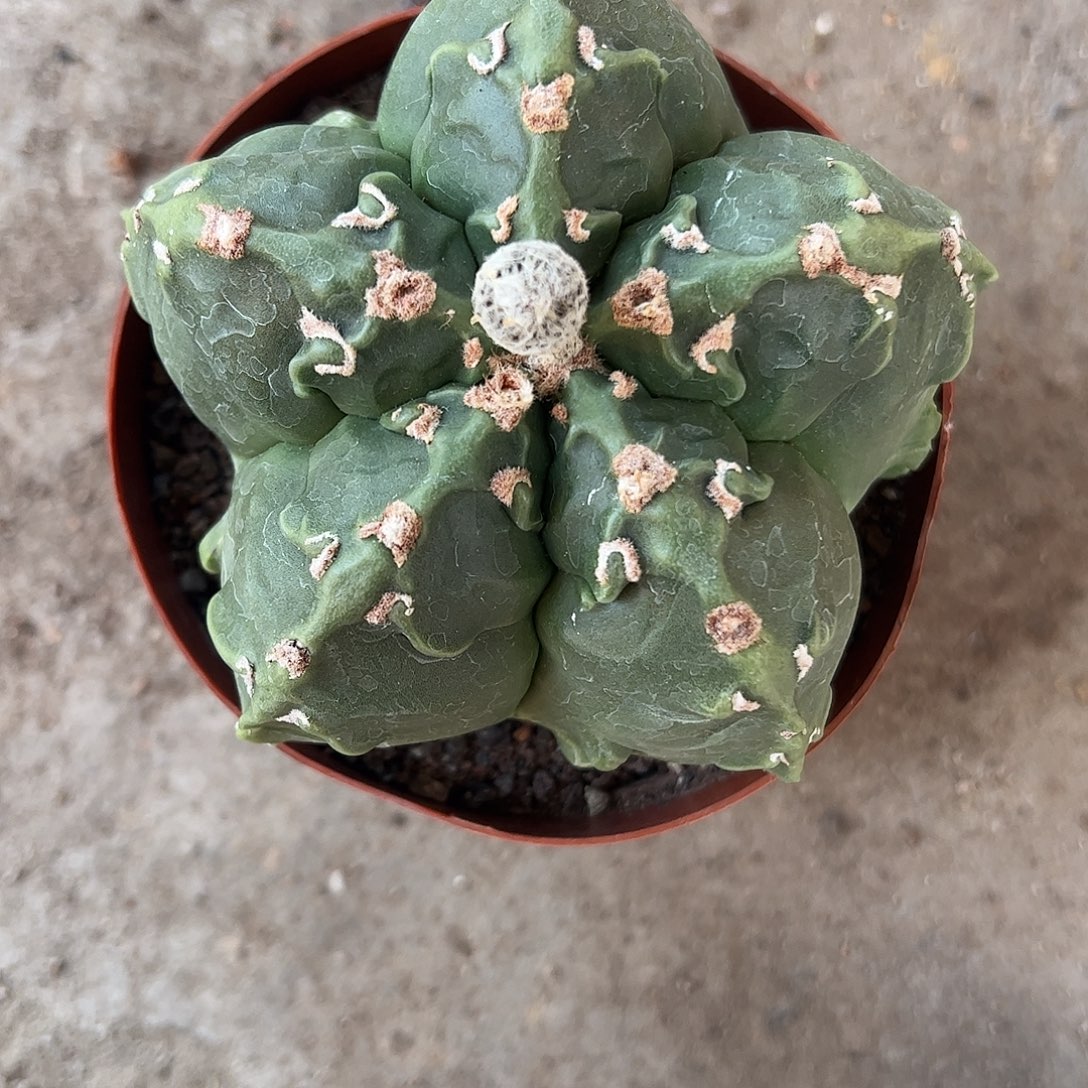 小***疼实生鸾凤玉一物一拍