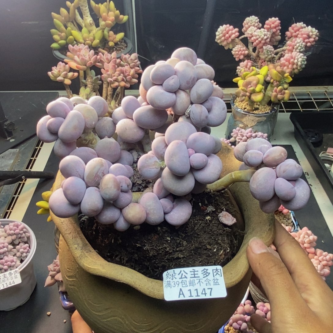 147芭比奶多肉15c m