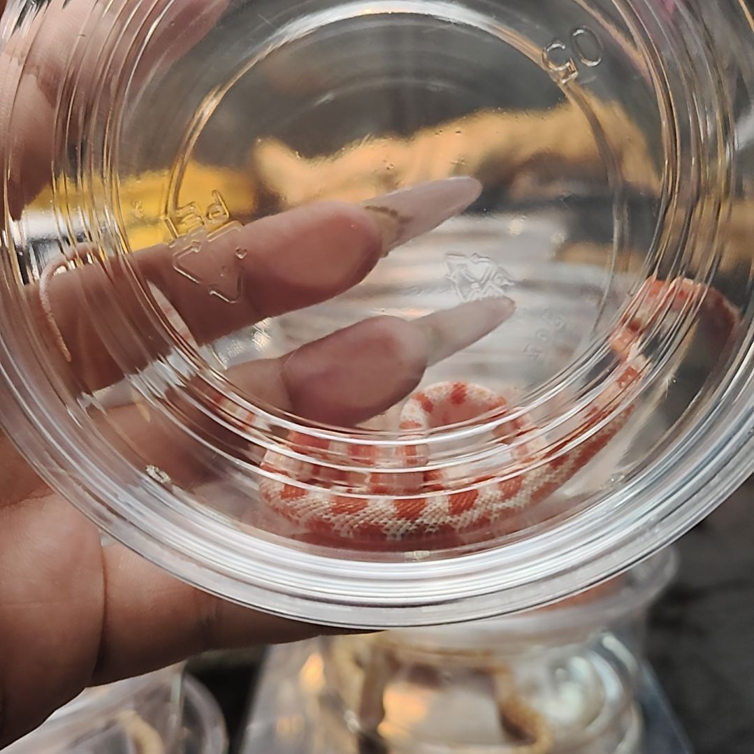 雨林蝎白化玉米可爱可爱