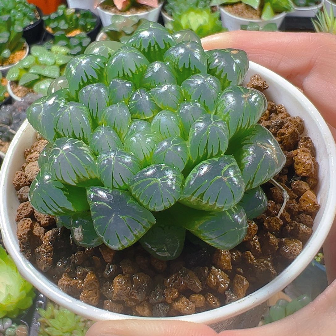 5369玉露多肉植物一颗