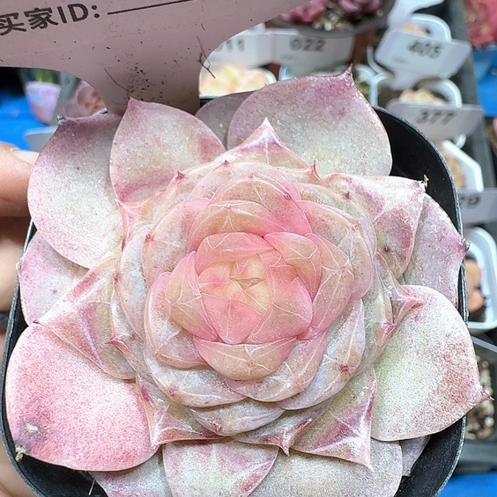 桃花多肉植物413