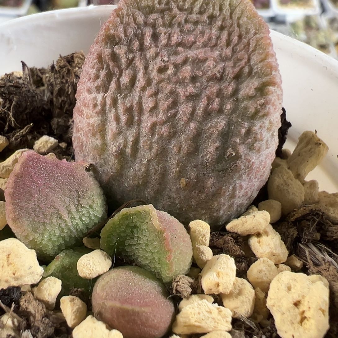 赛猪肝大苗多肉植物水泡