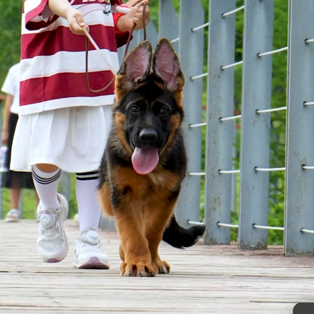 【侯哥德牧】西德牧羊犬狼王多戈小狗公 小男孩