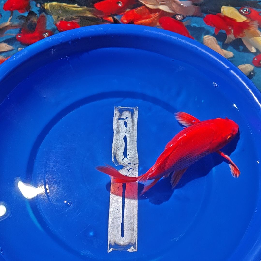 中国大陆冷水观赏鱼蝴蝶鲤