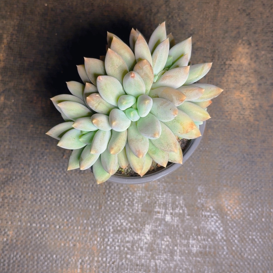 黄胖福利多肉11111111