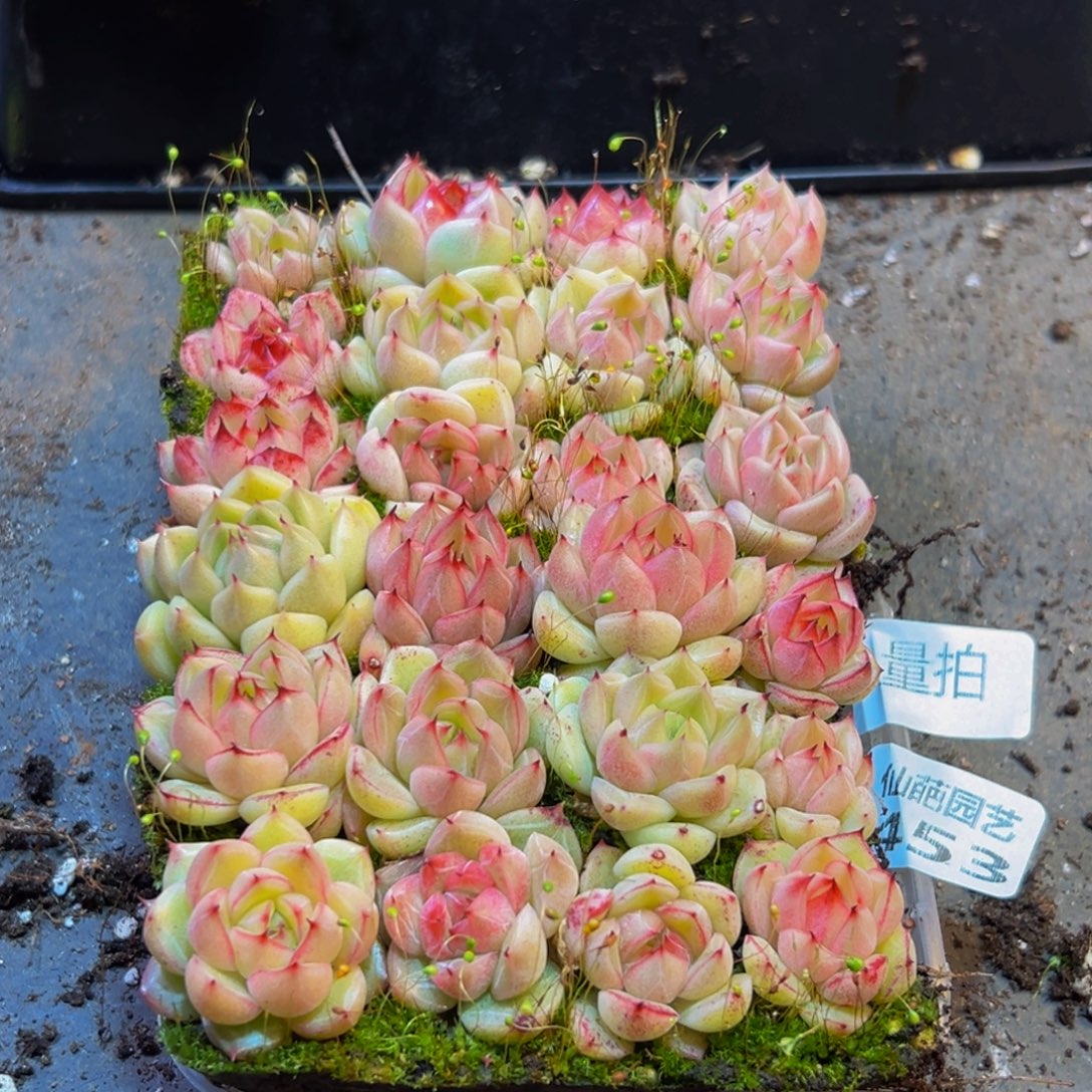 453多肉植物量拍一盒保底24颗