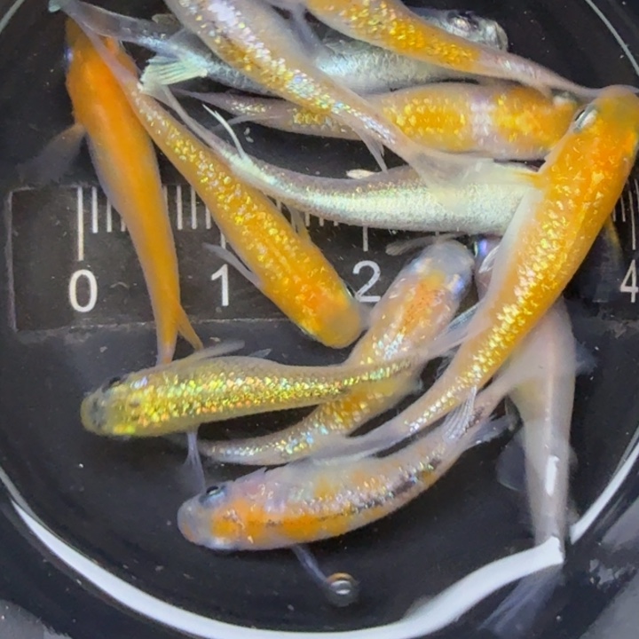 青鳉鱼混搭鱼3号青鳉