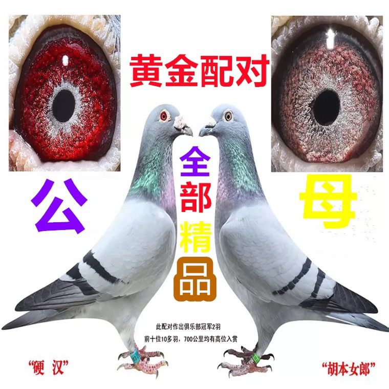 信鸽成绩鸽天落鸽原环种鸽奶酪盖比利奥