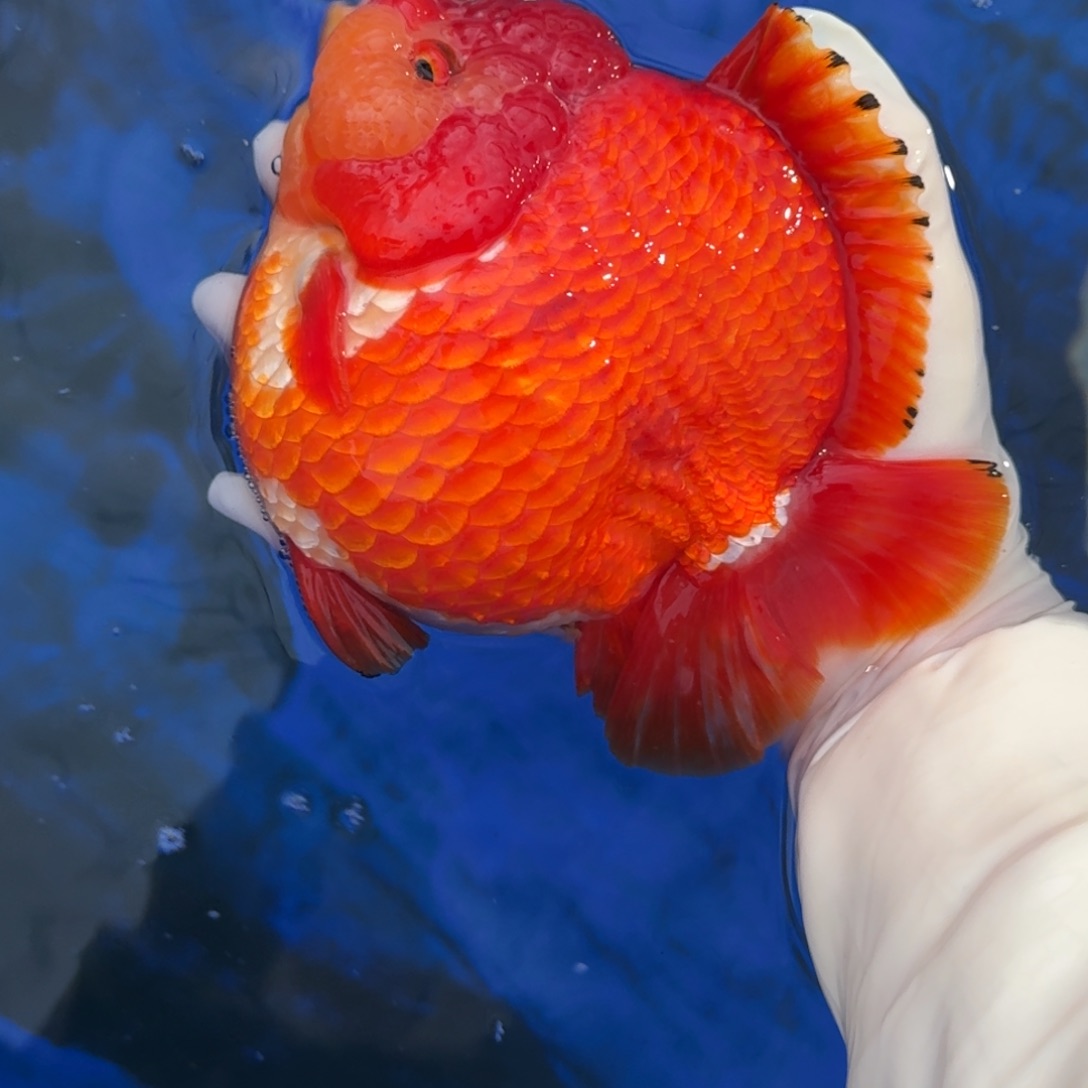 金鱼将军短尾红白圆饼