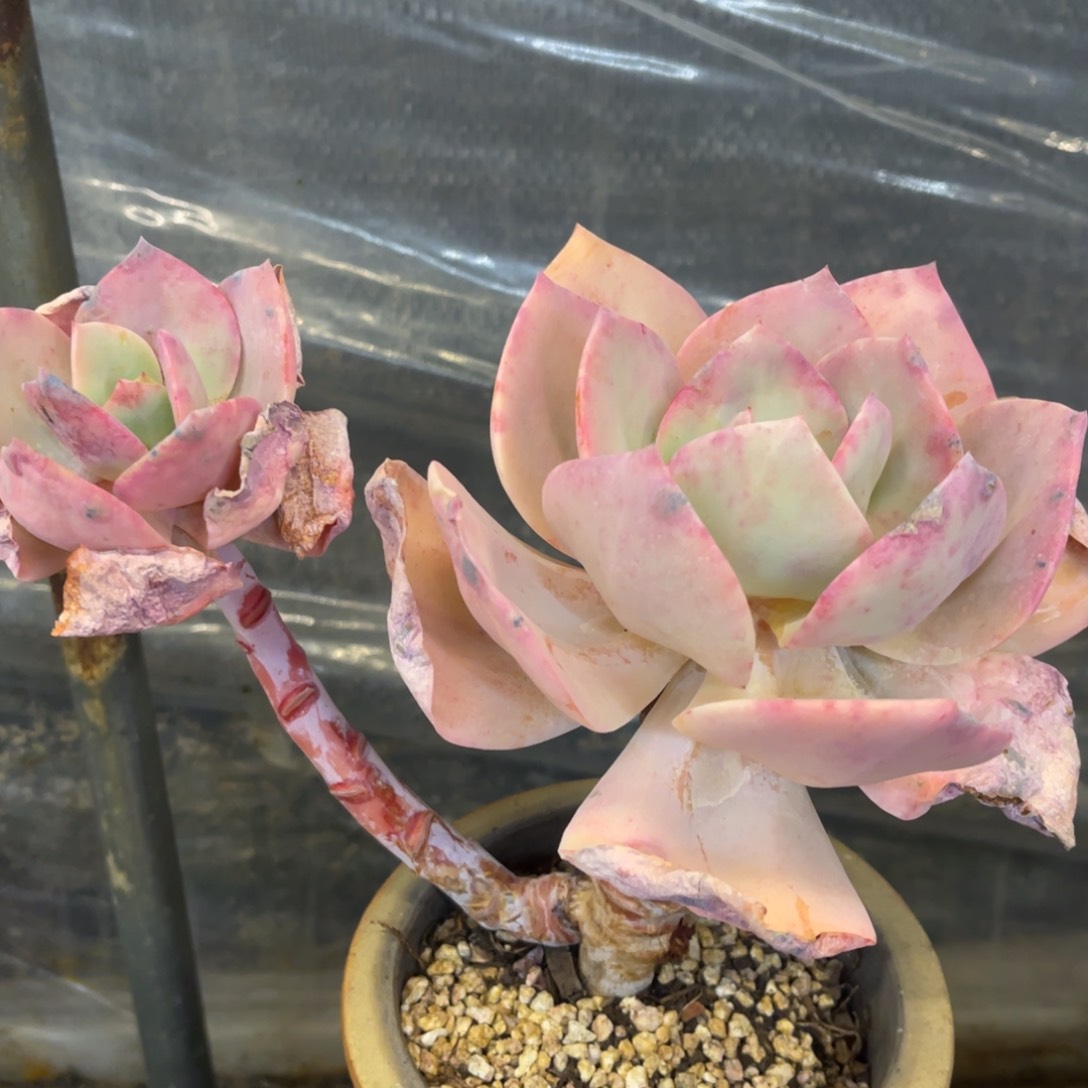 *️****73737383835353535