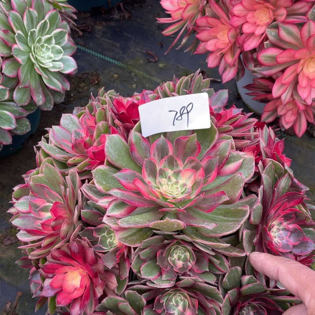 安***静789111111111111111