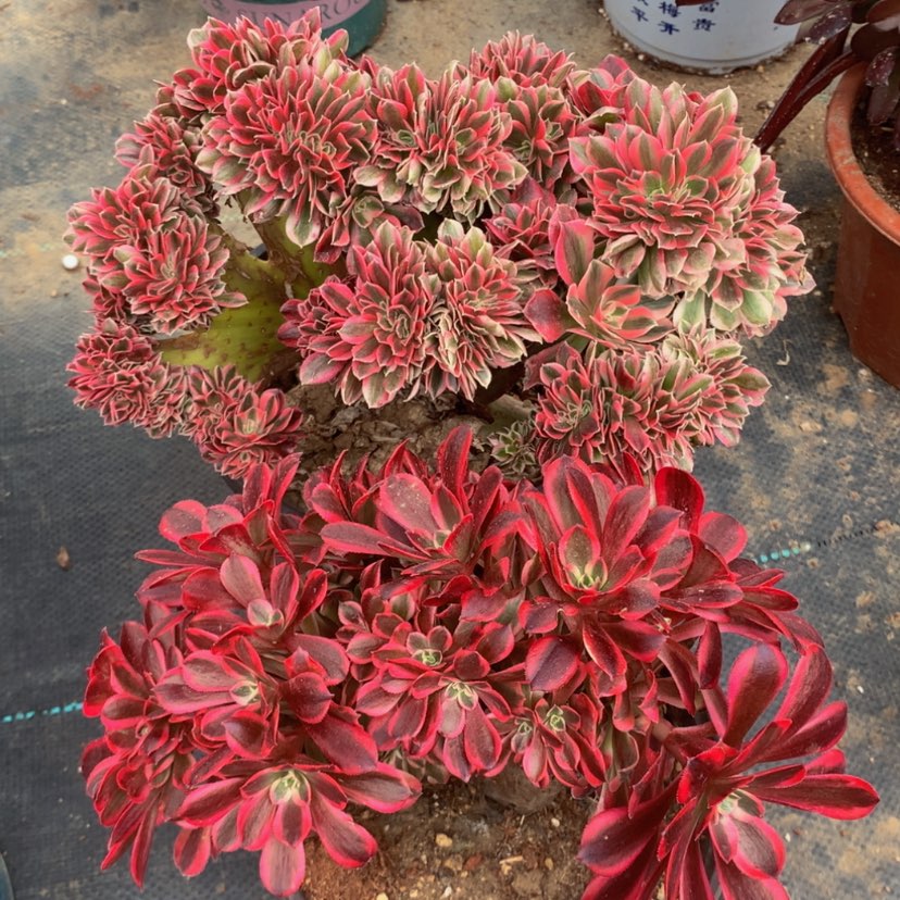 【闪购商品】两颗25默认微瑕