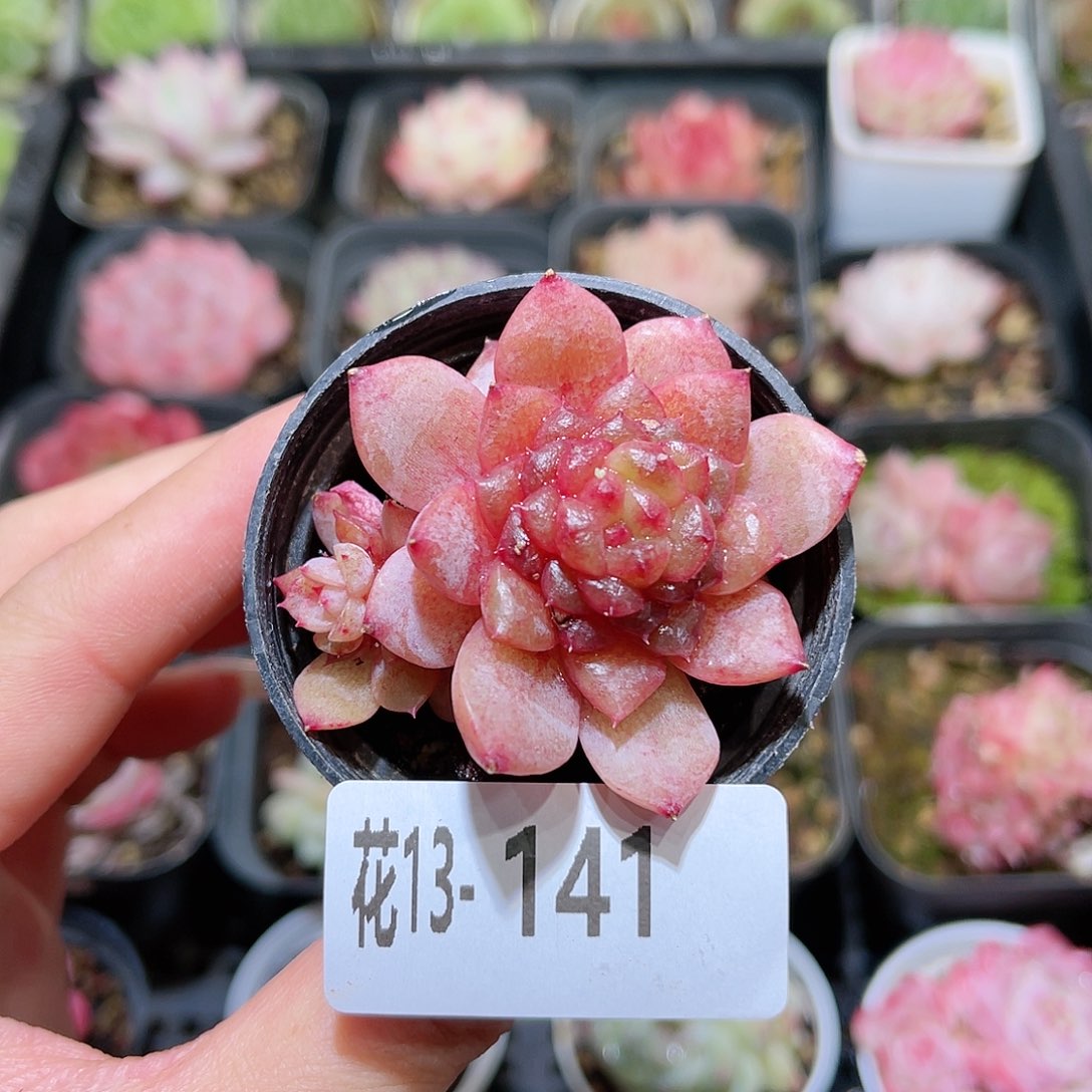 花利美13-141新品