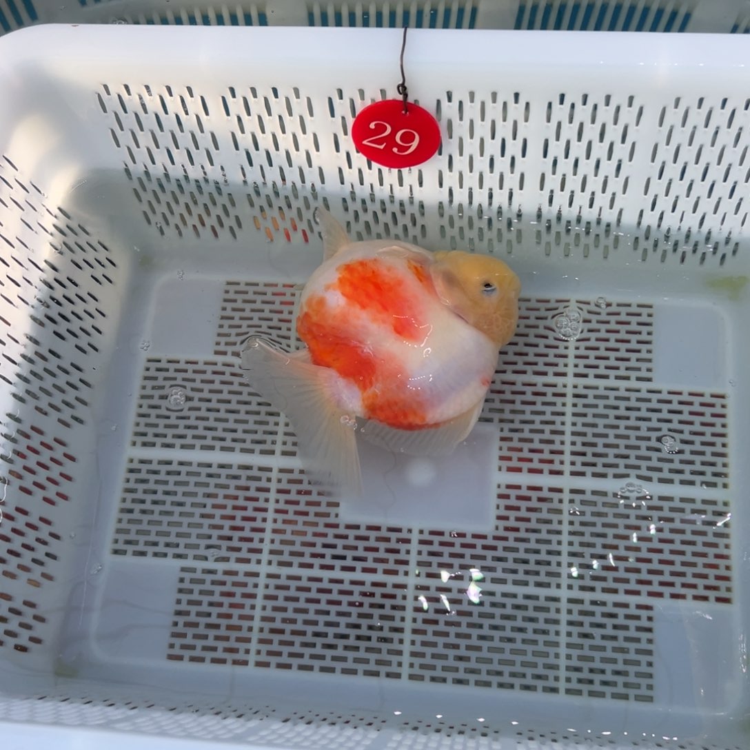 小***咻金鱼你好吗我好想你