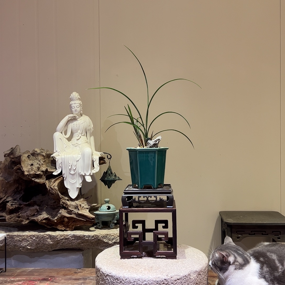 大部分花苞少量开放墨玉