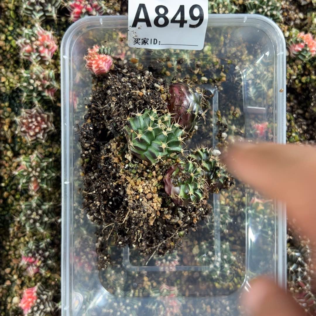 当前无花栽培后可以开花849