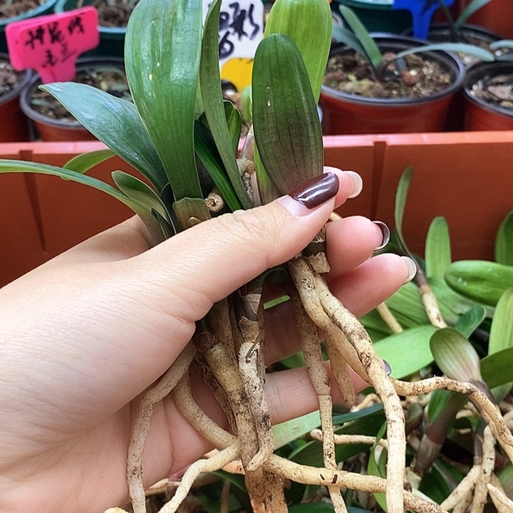 完全开放君子兰君子兰君子兰